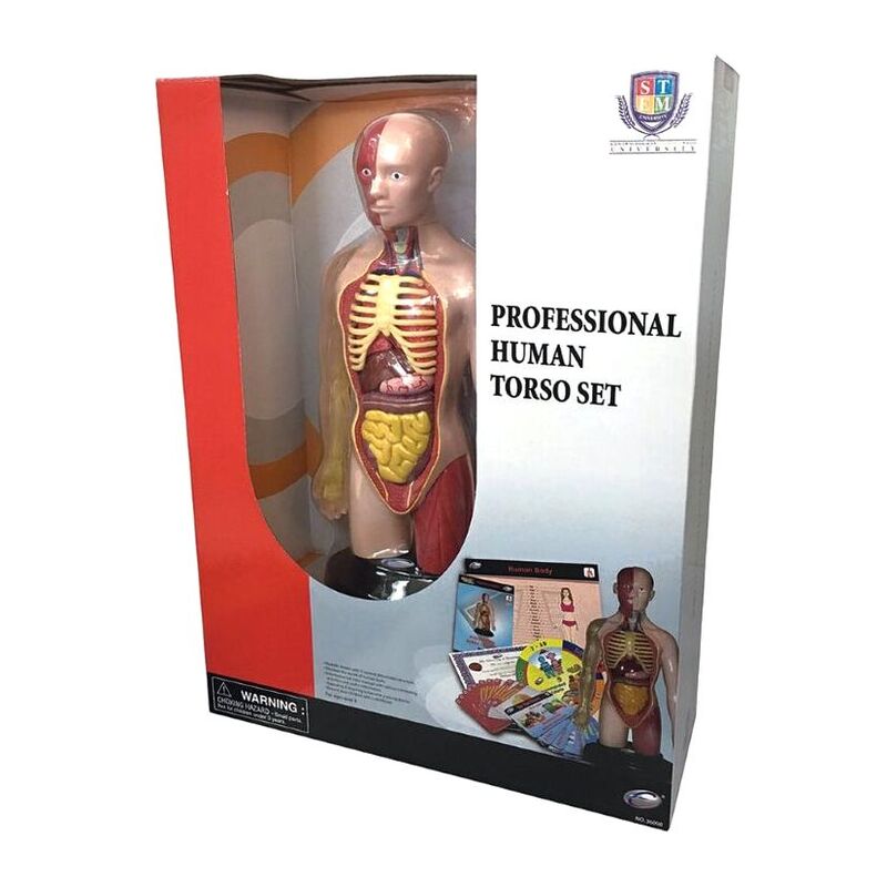 Eastcolight Professional Human Torso Set